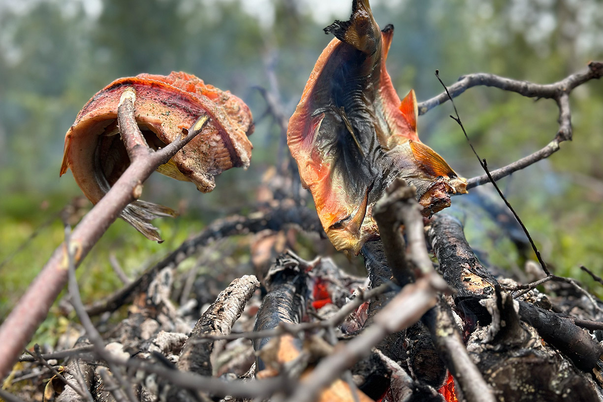 Frisch gefangene Forelle wird über dem Lagerfeuer zubereitet